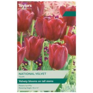 Taylors Bulbs  Tulip National Velvet 7 pack -  GB NL