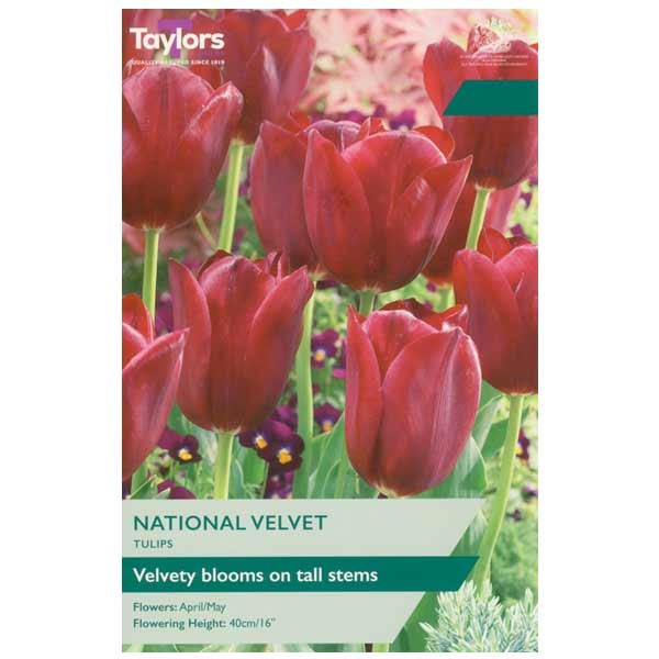 Taylors Bulbs Tulip National Velvet 7 pack - GB NL 1 Taylors Bulbs Tulip National Velvet 7 pack - GB NL
