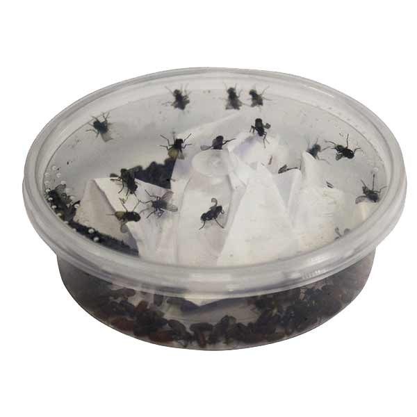 Home Delivery Curly-Wing Flies Pre-Pack 1 Home Delivery Curly-Wing Flies Pre-Pack