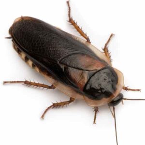 Home Delivery Dubia Cockroaches Pre-Pack Adult