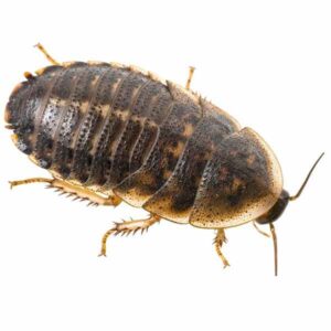 Home Delivery Dubia Cockroaches Pre-Pack Large