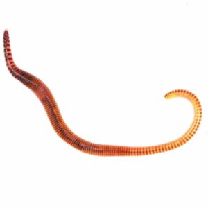 Instore Small Worms (Dendrobaena) Pre-Pack