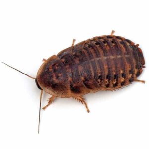 Instore Dubia Cockroaches Pre Pack Medium