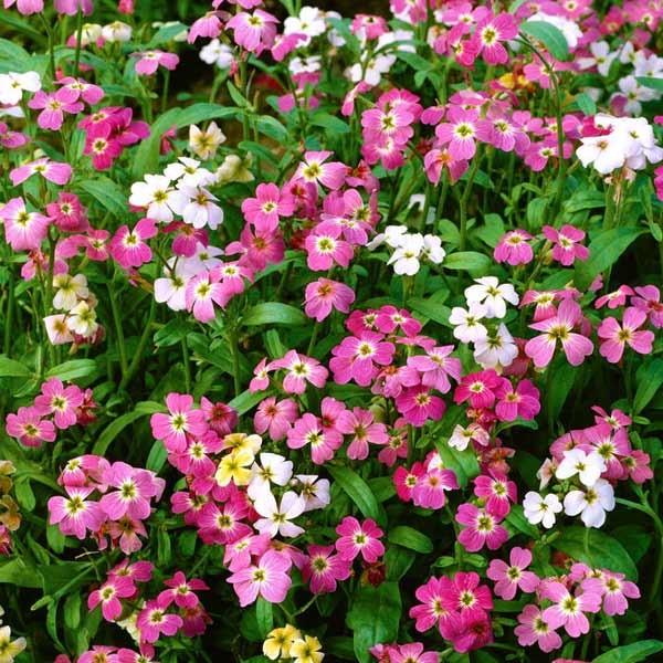 Unwins Stock Virginia Stardust Mix Seeds 2 Unwins Stock Virginia Stardust Mix Seeds - Image 2