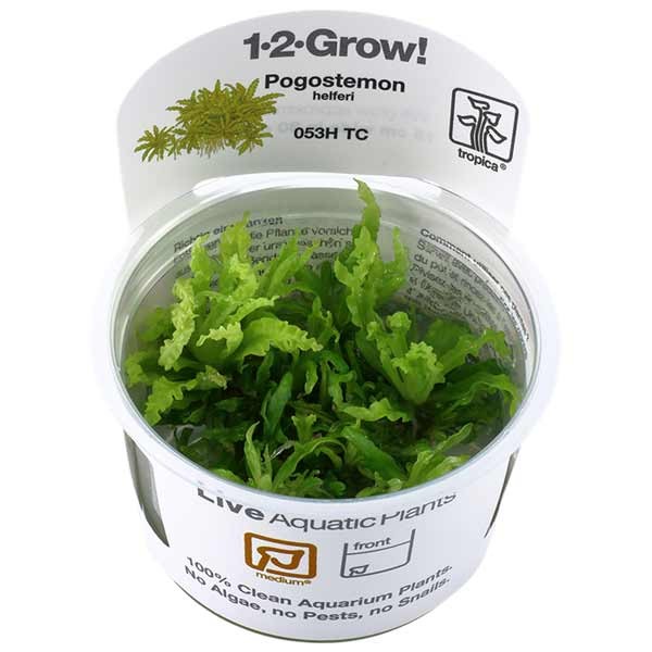 Tropica 1-2-Grow! Pogostemon helferi Stem Pot 1 Tropica 1-2-Grow! Pogostemon helferi Stem Pot