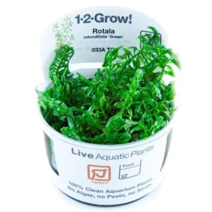 Tropica 1-2-Grow! Rotala rotundifolia 'Green' Stem Pot