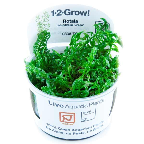 Tropica 1-2-Grow! Rotala rotundifolia 'Green' Stem Pot 1 Tropica 1-2-Grow! Rotala rotundifolia 'Green' Stem Pot