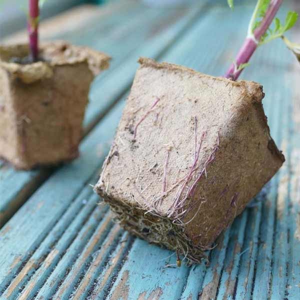 Gro-Sure Fibre Pots Square 6cm 80 Pack 3 Gro-Sure Fibre Pots Square 6cm 80 Pack - Image 3