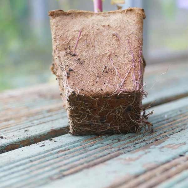 Gro-Sure Fibre Pots Square 6cm 80 Pack 4 Gro-Sure Fibre Pots Square 6cm 80 Pack - Image 4