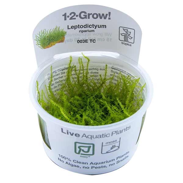 Tropica 1-2-Grow! Leptodictyum riparium Moss Pot 1 Tropica 1-2-Grow! Leptodictyum riparium Moss Pot