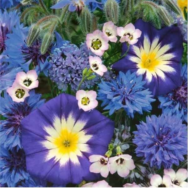 Unwins Sea Of Blue Mixed Annuals Seeds 2 Unwins Sea Of Blue Mixed Annuals Seeds - Image 2
