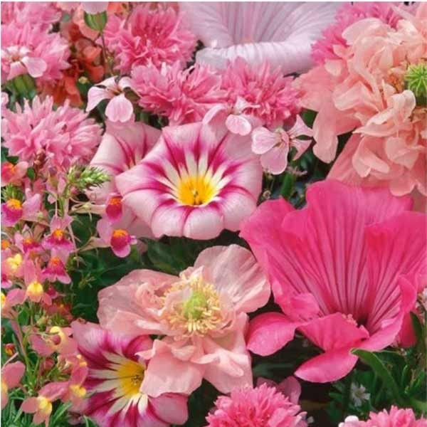 Unwins Sea Of Pink Mixed Annuals Seeds 2 Unwins Sea Of Pink Mixed Annuals Seeds - Image 2