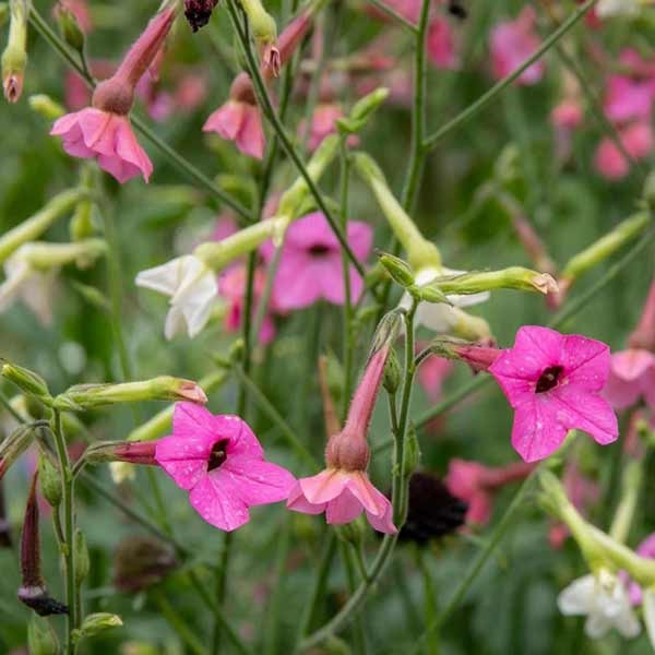 Unwins Nicotiana Whisper Mix Seeds 5 Unwins Nicotiana Whisper Mix Seeds - Image 5