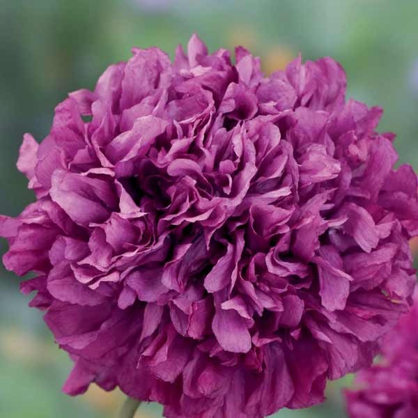Unwins Poppy Somniferum Purple Peony Seeds 2 Unwins Poppy Somniferum Purple Peony Seeds - Image 2
