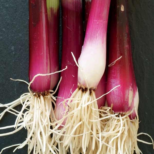 Unwins Spring Onion Apache Seeds 2 Unwins Spring Onion Apache Seeds - Image 2