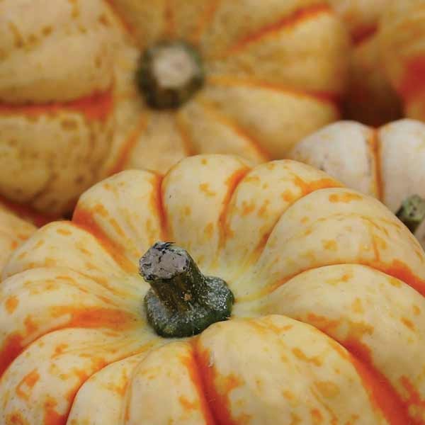 Unwins Pumpkin Sweet Lightning F1 Seeds 2 Unwins Pumpkin Sweet Lightning F1 Seeds - Image 2