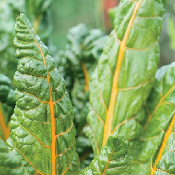 Unwins Swiss Chard Bright Yellow 2 Unwins Swiss Chard Bright Yellow - Image 2