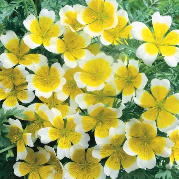 Unwins Little Growers Poached Egg Flower Sunny Side Up Seeds 2 Unwins Little Growers Poached Egg Flower Sunny Side Up Seeds - Image 2