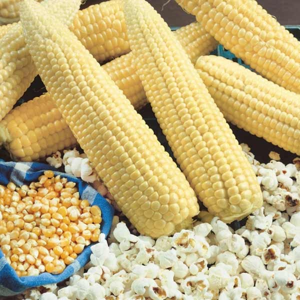 Unwins Little Growers Sweet Corn Popcorn Robust Seeds 2 Unwins Little Growers Sweet Corn Popcorn Robust Seeds - Image 2
