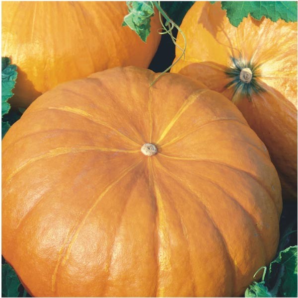 Unwins Little Growers Pumpkin Mammoth Seeds 2 Unwins Little Growers Pumpkin Mammoth Seeds - Image 2