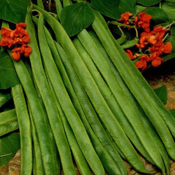 Unwins Runner Bean Lady Di Organic Seeds 2 Unwins Runner Bean Lady Di Organic Seeds - Image 2