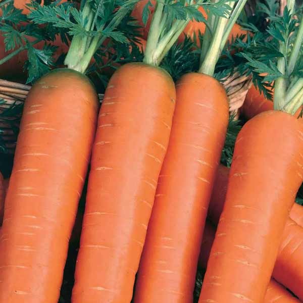 Unwins Carrot Nantes 2 Organic Seeds 2 Unwins Carrot Nantes 2 Organic Seeds - Image 2