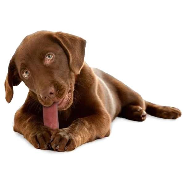 Yakers Yak Milk Chew Strawberry Medium Single Dog Treat 4 Yakers Yak Milk Chew Strawberry Medium Single Dog Treat - Image 4