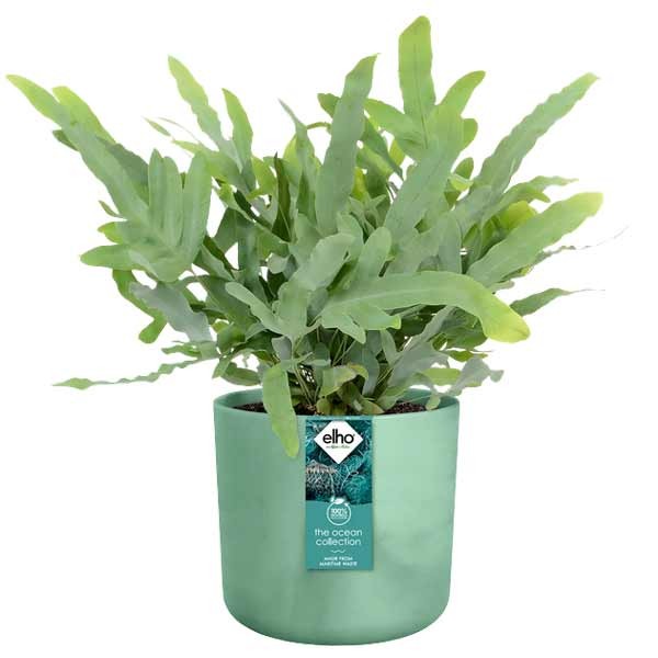 Elho The Ocean Collection Round Pacific Green 18cm Flower Pot 3 Elho The Ocean Collection Round Pacific Green 18cm Flower Pot - Image 3