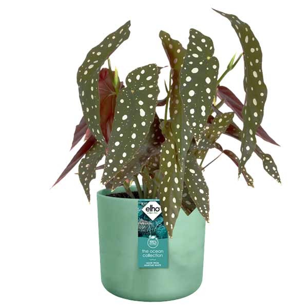 Elho The Ocean Collection Round Pacific Green 22cm Flower Pot 3 Elho The Ocean Collection Round Pacific Green 22cm Flower Pot - Image 3