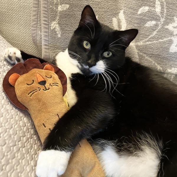 Rosewood Eco Friendly Lion Kicker Toy Cat Toy 2 Rosewood Eco Friendly Lion Kicker Toy Cat Toy - Image 2