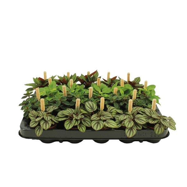 Peperomia Smit Bambino (Assorted) 5.5cm 1 Peperomia Smit Bambino (Assorted) 5.5cm