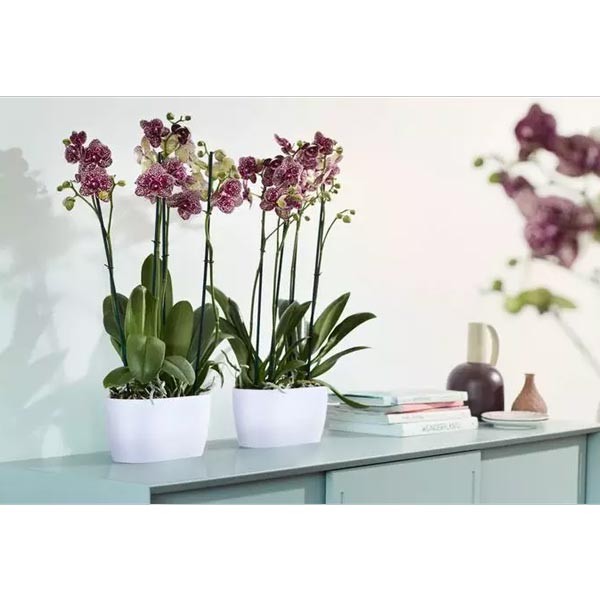 Elho Brussels Orchid Duo White 25cm Flower Pot 4 Elho Brussels Orchid Duo White 25cm Flower Pot - Image 4