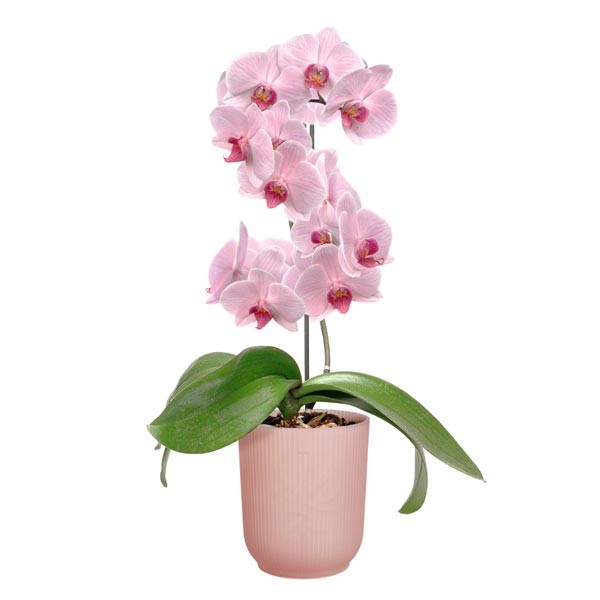 Elho Vibes Fold Orchid High Frosted Pink 12.5cm Flower Pot 4 Elho Vibes Fold Orchid High Frosted Pink 12.5cm Flower Pot - Image 4