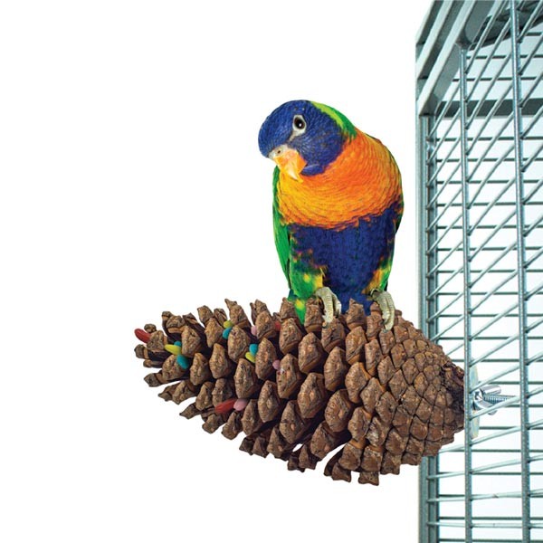 Northern Parrot Pine Cone Perch & Party Fun Foraging Perch 2 Northern Parrot Pine Cone Perch & Party Fun Foraging Perch - Image 2