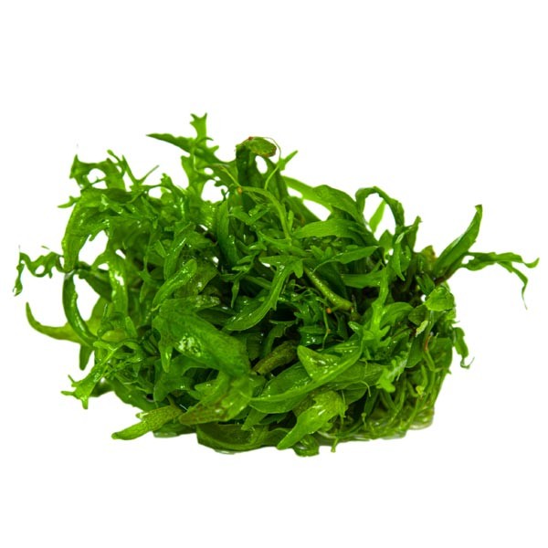 Tropica 1-2-Grow! Hygrophila odora Pot 3 Tropica 1-2-Grow! Hygrophila odora Pot - Image 3