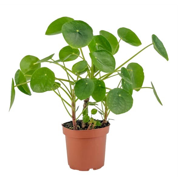 The Horti House Pilea 12cm Mix 1 The Horti House Pilea 12cm Mix