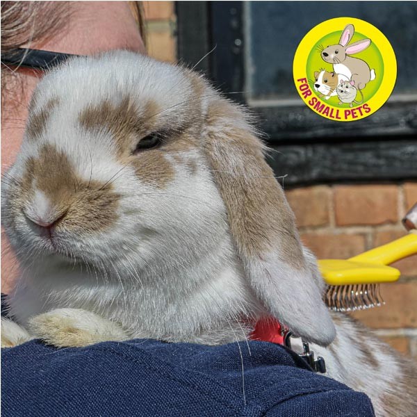 Just 4 Pets Small Animal Slicker Brush 2 Just 4 Pets Small Animal Slicker Brush - Image 2