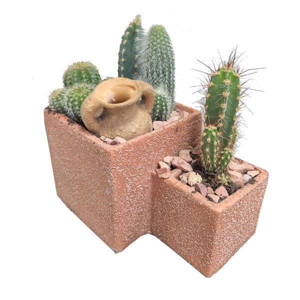 The Horti House Cacti arrangement 2 Level in Terracotta Planter Medium 1 The Horti House Cacti arrangement 2 Level in Terracotta Planter Medium