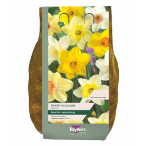 Taylors Bulbs Narcissus Mixed Colours Carripack 2kg - GB