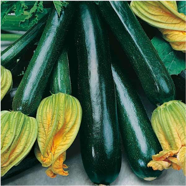 Unwins Organic Courgette Black Beauty Seeds 2 Unwins Organic Courgette Black Beauty Seeds - Image 2