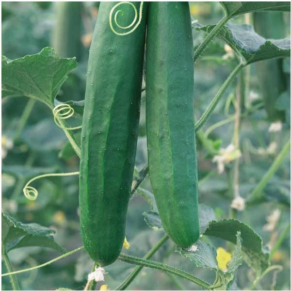 Unwins Cucumber Burpless F1 Seeds 2 Unwins Cucumber Burpless F1 Seeds - Image 2