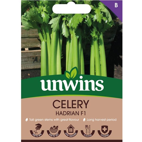 Unwins Celery Hadrian F1 Seeds 1 Unwins Celery Hadrian F1 Seeds
