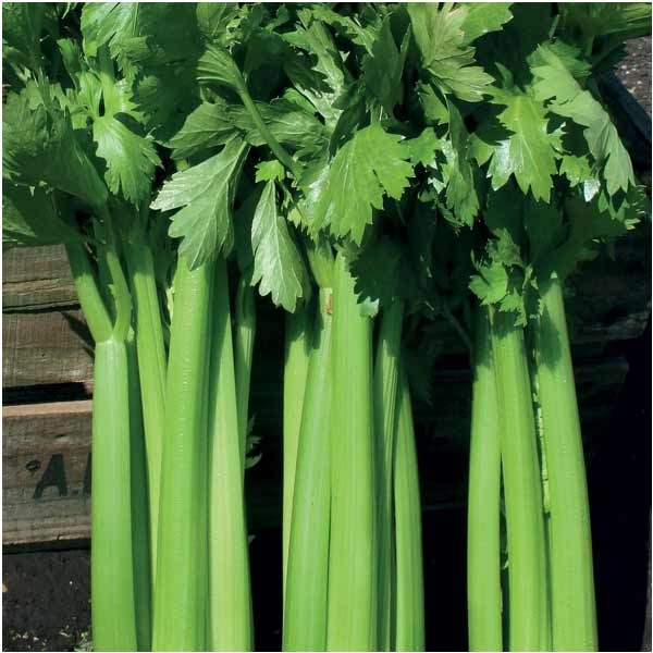 Unwins Celery Hadrian F1 Seeds 2 Unwins Celery Hadrian F1 Seeds - Image 2