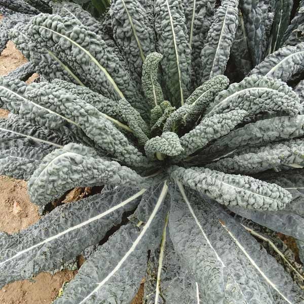 Unwins Kale Black Magic Seeds 2 Unwins Kale Black Magic Seeds - Image 2
