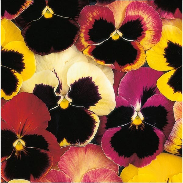 Unwins Little Growers Pansy Happy Faces Seeds 2 Unwins Little Growers Pansy Happy Faces Seeds - Image 2