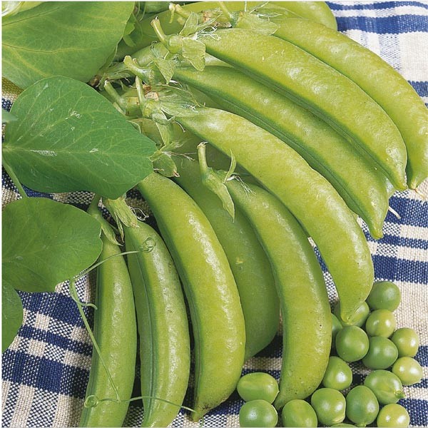 Unwins Little Growers Pea Lincoln Seeds 2 Unwins Little Growers Pea Lincoln Seeds - Image 2