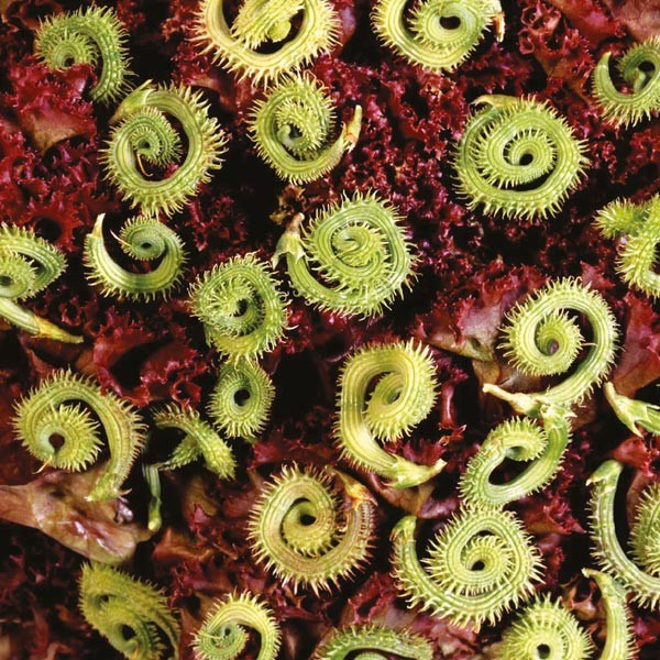 Unwins Little Growers Striped Caterpillars Seeds 2 Unwins Little Growers Striped Caterpillars Seeds - Image 2