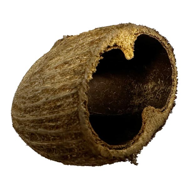 Ceramic Nature Palm Pod Single 1 Ceramic Nature Palm Pod Single