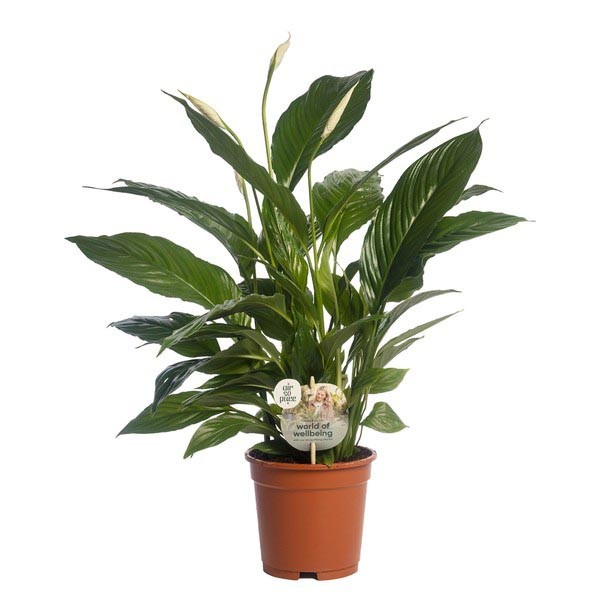 Peace Lily (Spathiphyllum bellini) 17cm Pot 1 Peace Lily (Spathiphyllum bellini) 17cm Pot