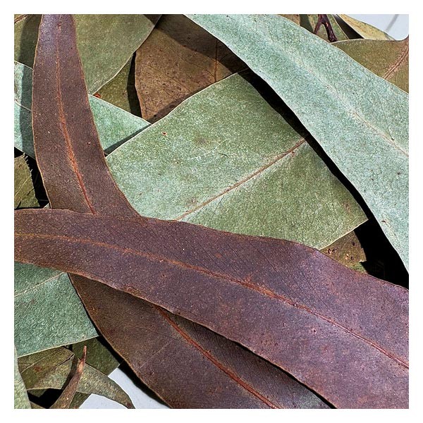 Wio Eucalyptus Leaves 20g 3 Wio Eucalyptus Leaves 20g - Image 3